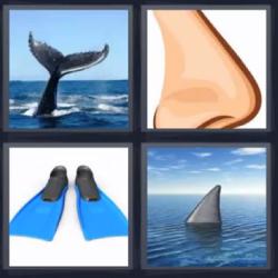 4 fotos 1 palabra cola de ballena nariz
