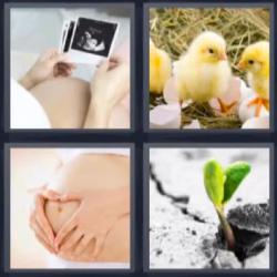 4 fotos 1 palabra pollitos embarazada