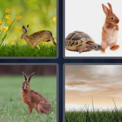 4 fotos 1 palabra conejos